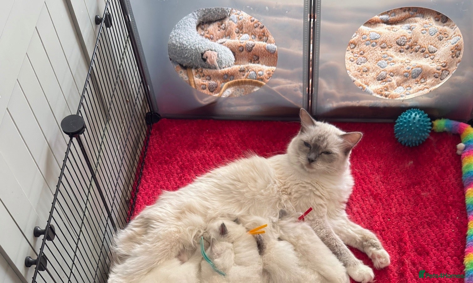Ragdoll cats for sale: Beautiful fluffy blue and lilac Ragdoll kittens - Advert 4