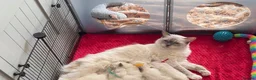 Ragdoll cats for sale: Beautiful fluffy blue and lilac Ragdoll kittens in Doncaster - Advert 1