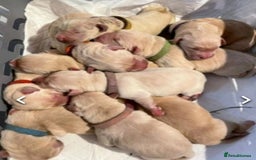 Golden Retriever dogs for sale: Available for STUD - Image 24