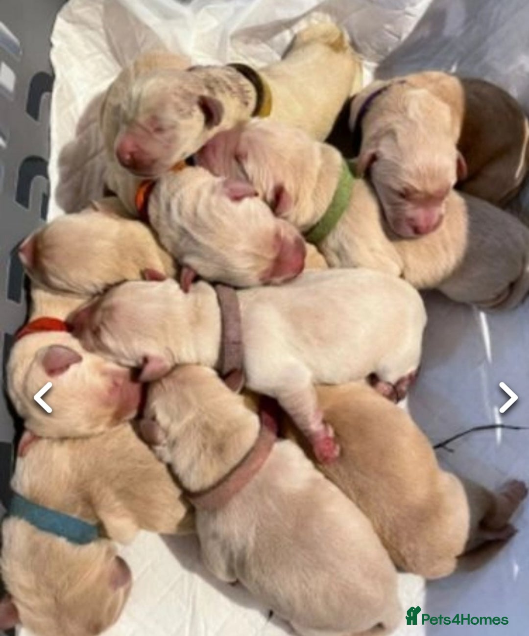 Golden Retriever dogs for sale: Available for STUD - Image 24