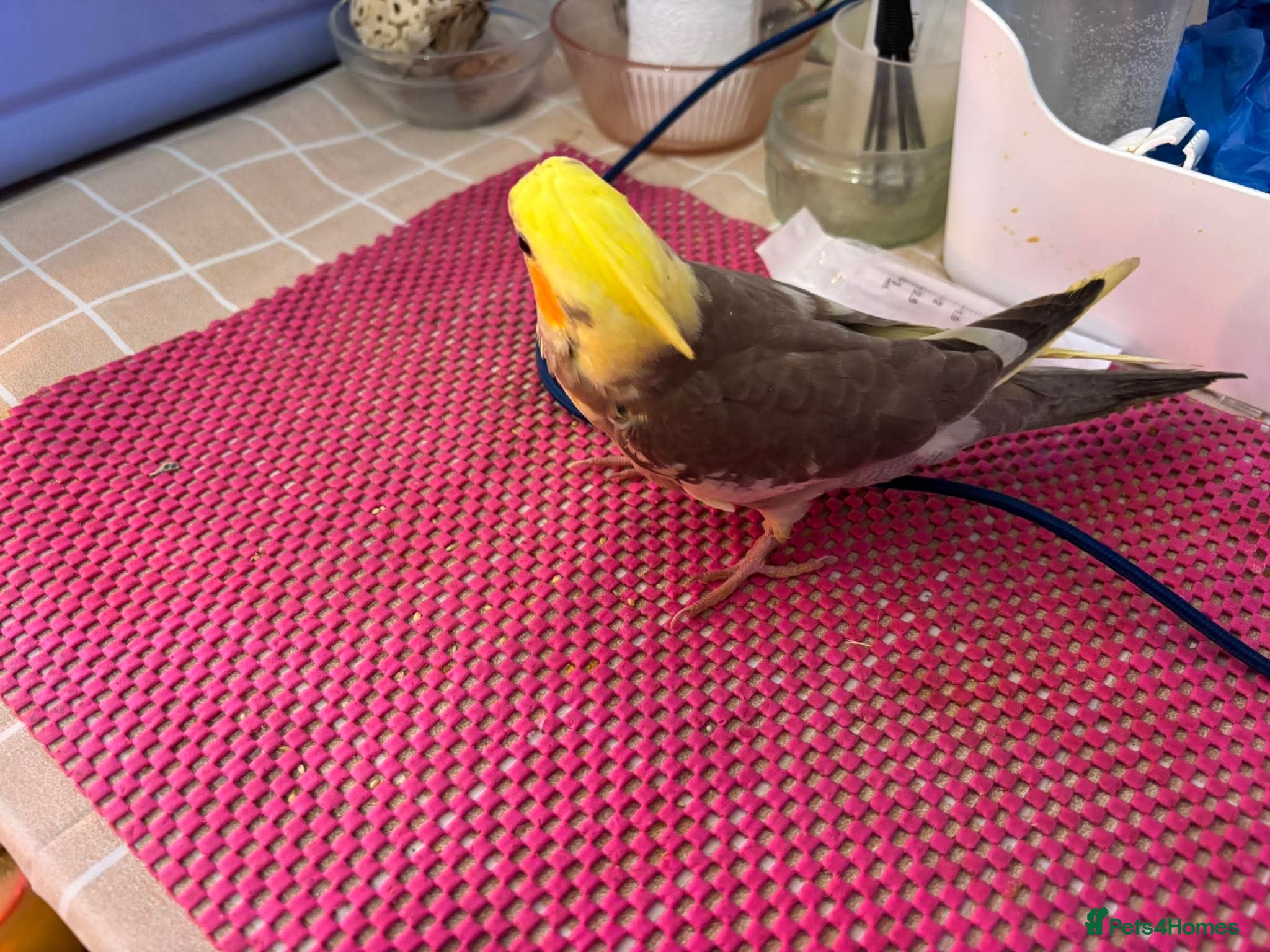Cockatiels birds Hand reared and tame baby cockatiels  - Advert 8