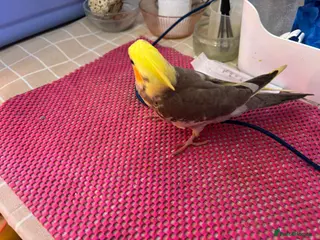 Cockatiels birds Hand reared and tame baby cockatiels - Advert 8