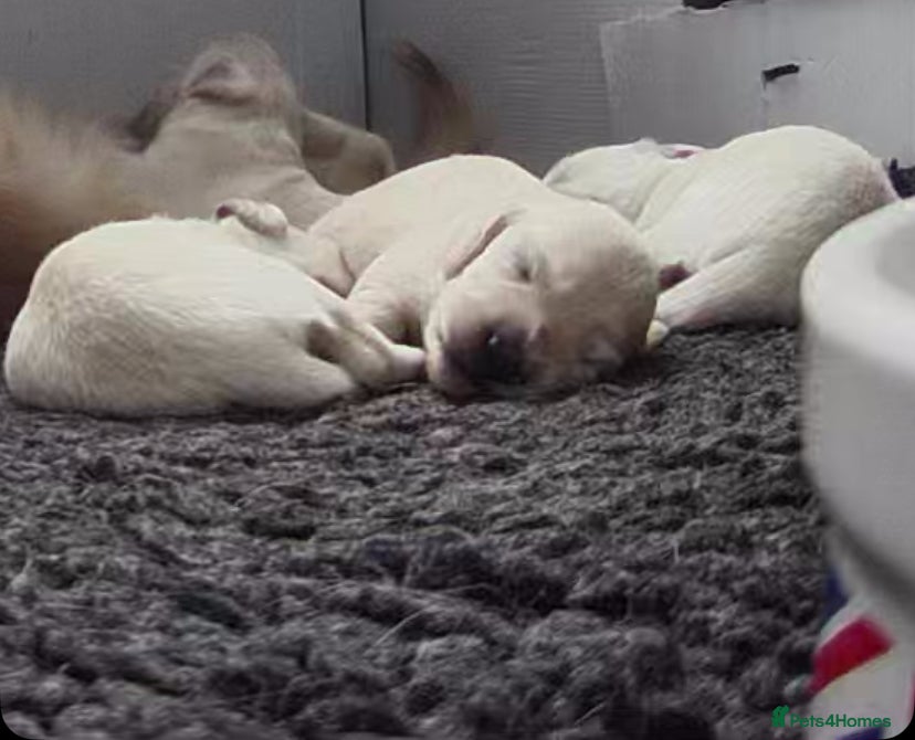 Miniature Dachshund dogs Clear Creams kc reg - Advert 15