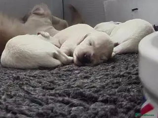 Miniature Dachshund dogs Clear Creams kc reg - Advert 15