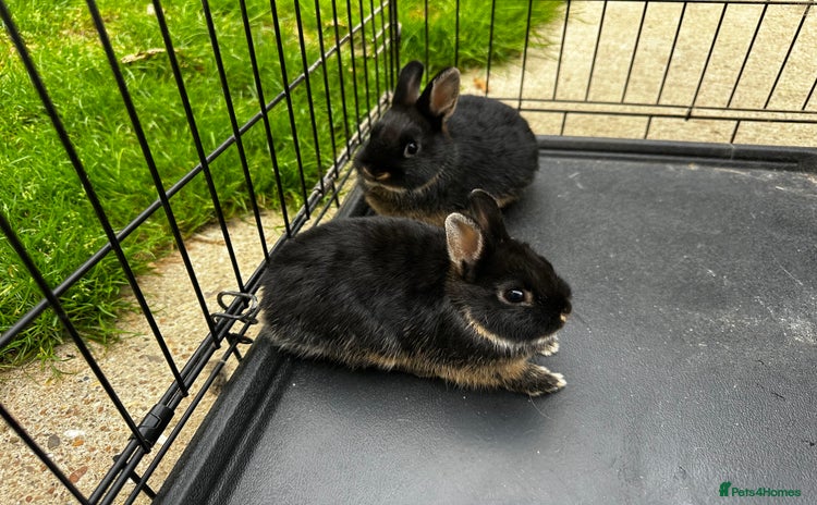 Netherland Dwarf rabbits - Advert 10