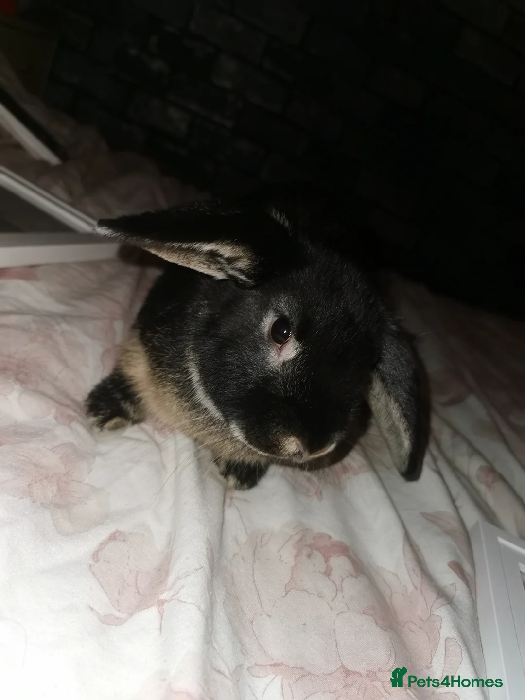 Mini Lop rabbits for sale: Bugas 🩶 - Advert 2