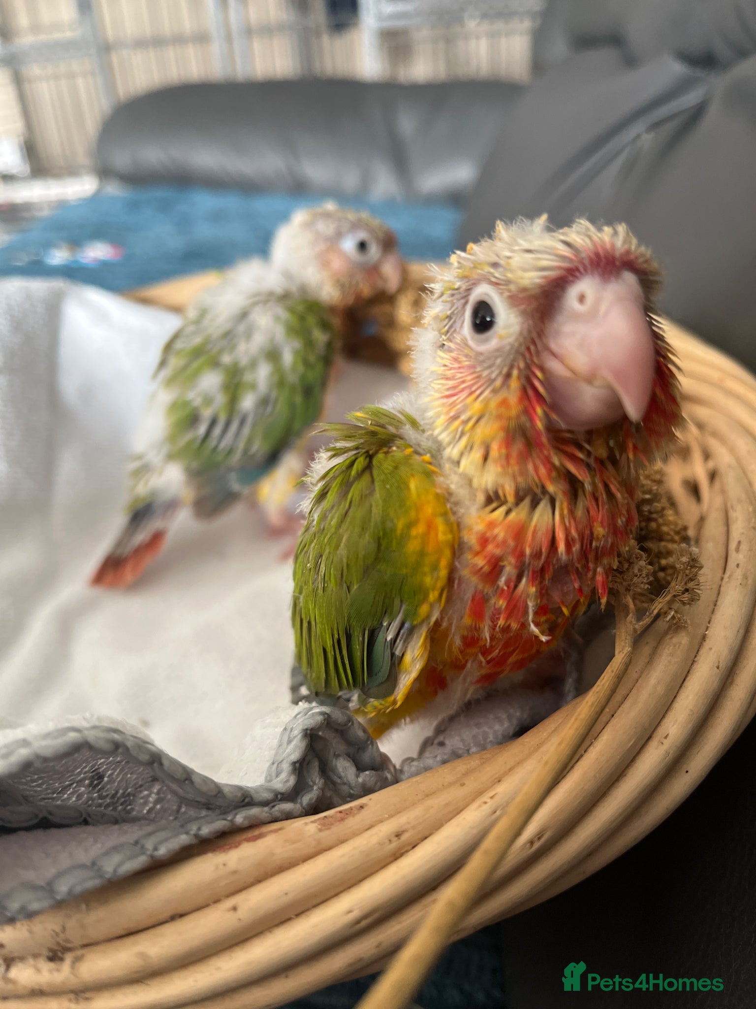 Conures birds Silly tame hand reared conour baby  - Advert 1