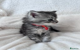 Maine Coon cats for sale: Maine coon kitten  - Image 15