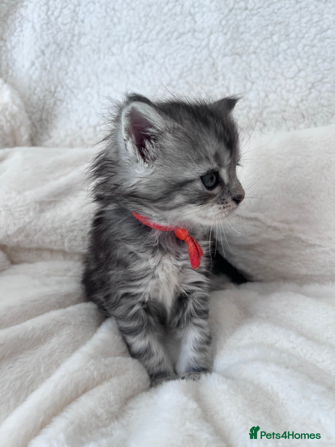 Maine Coon cats for sale: Maine coon kitten  - Image 15
