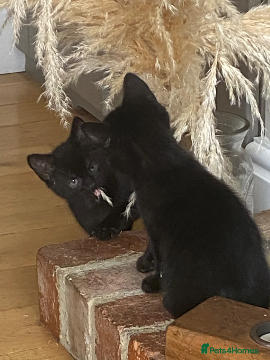 British Shorthair cats for sale: Two beautiful male black kittens - Advert 2