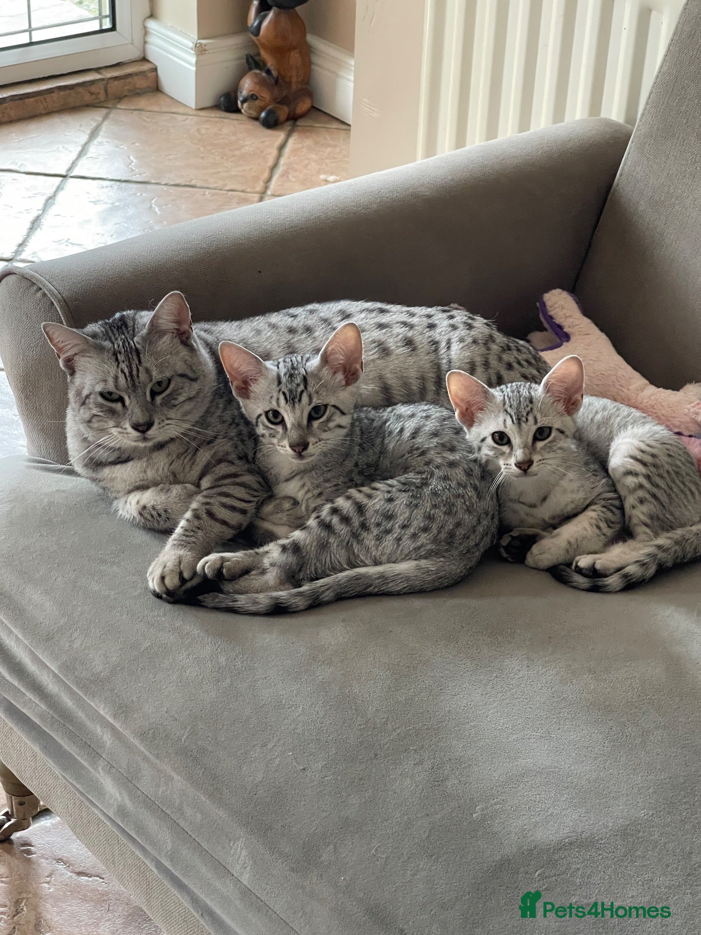 Egyptian Mau cats GCCF registered pedigree Egyptian Mau kittens - Advert 2