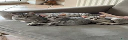 Egyptian Mau cats for sale: GCCF registered pedigree Egyptian Mau kittens - Advert 2