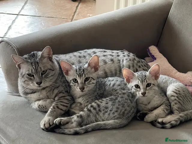 Egyptian Mau cats GCCF registered pedigree Egyptian Mau kittens - Advert 2