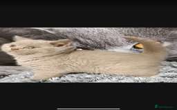 British Shorthair cats for sale: 1 left Stunning British shorthair kittens - Image 15