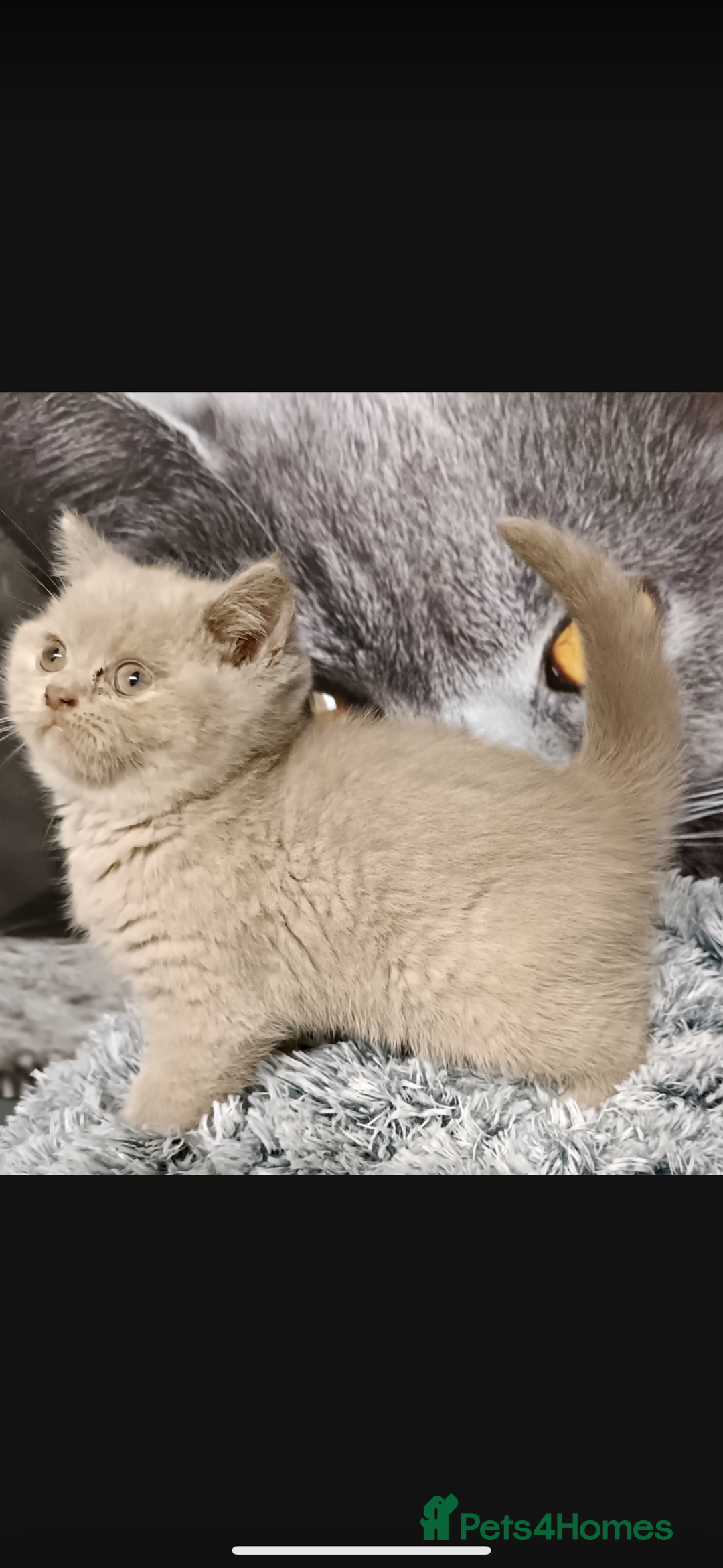 British Shorthair cats for sale: 1 left Stunning British shorthair kittens - Image 15
