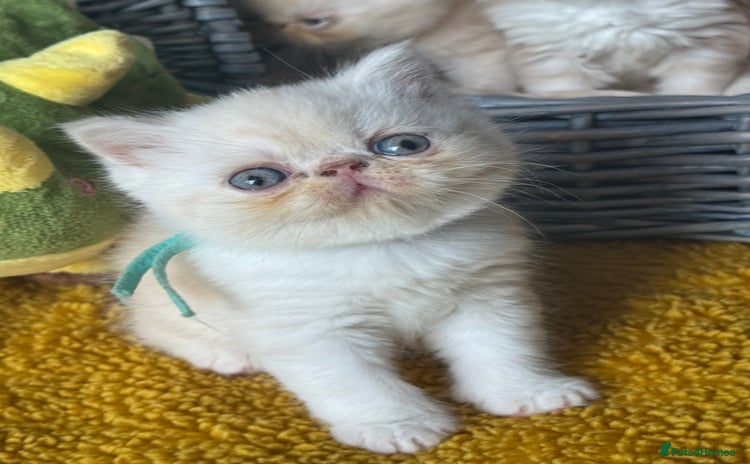 Exotic cats - Advert 1