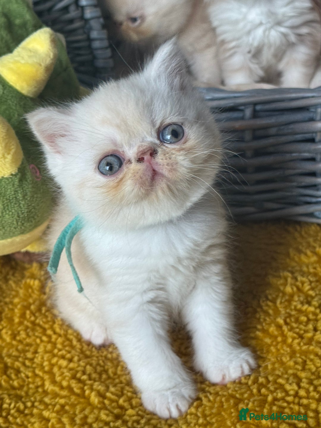 Exotic cats for sale: Superb GCCF Exotic kittens Health Tested parents - Image 23