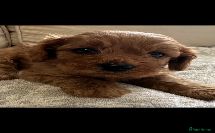 Cavapoo dogs - Advert 1