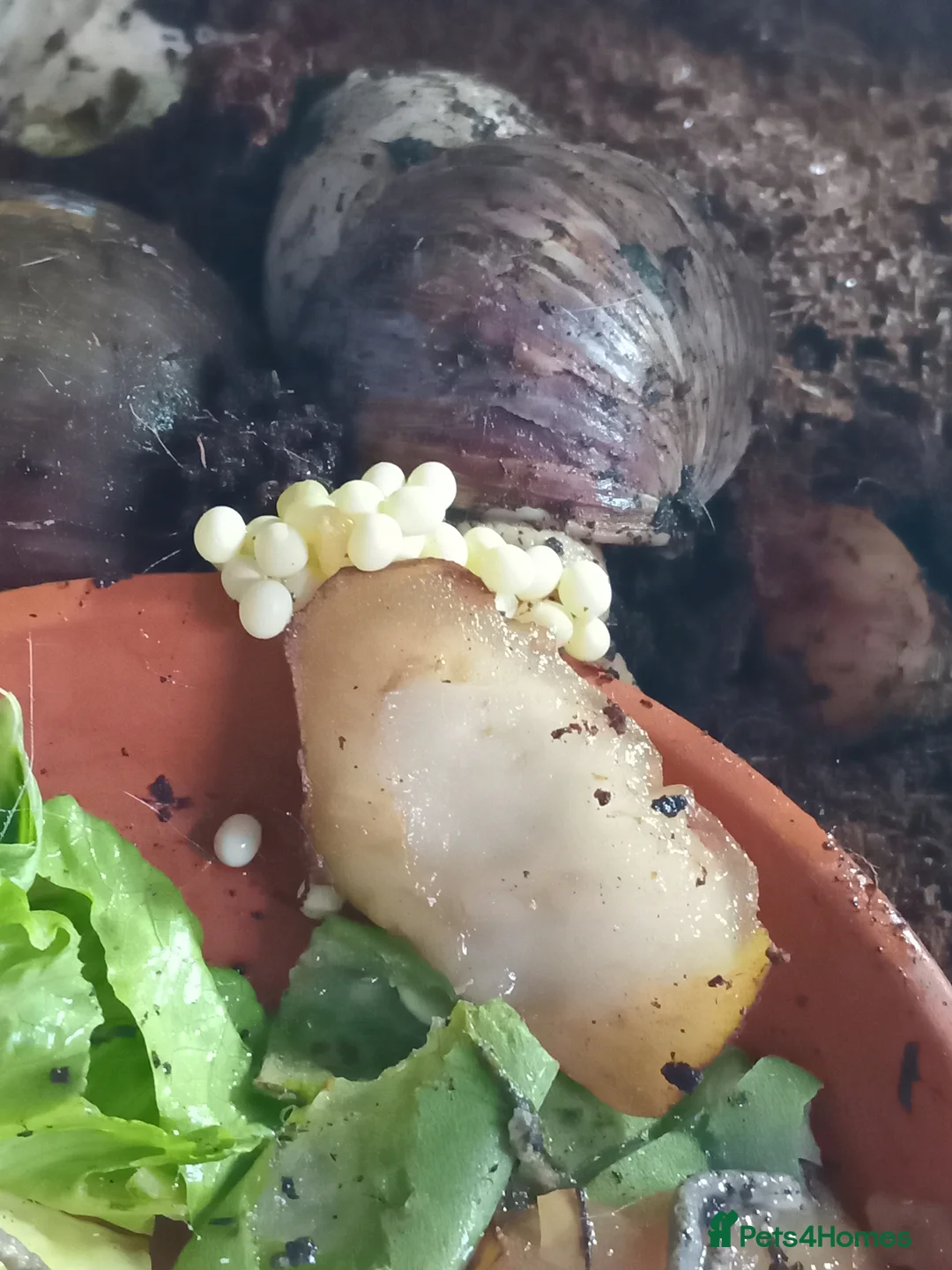 Snails invertebrates for sale: Fulica albino giant African land snail eggs  - Advert 2