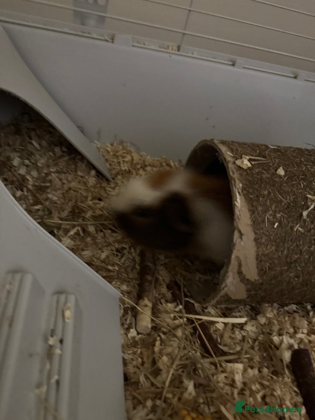Guinea Pig rodents for sale: 2 male guinea pigs and full cage set up - Image 5