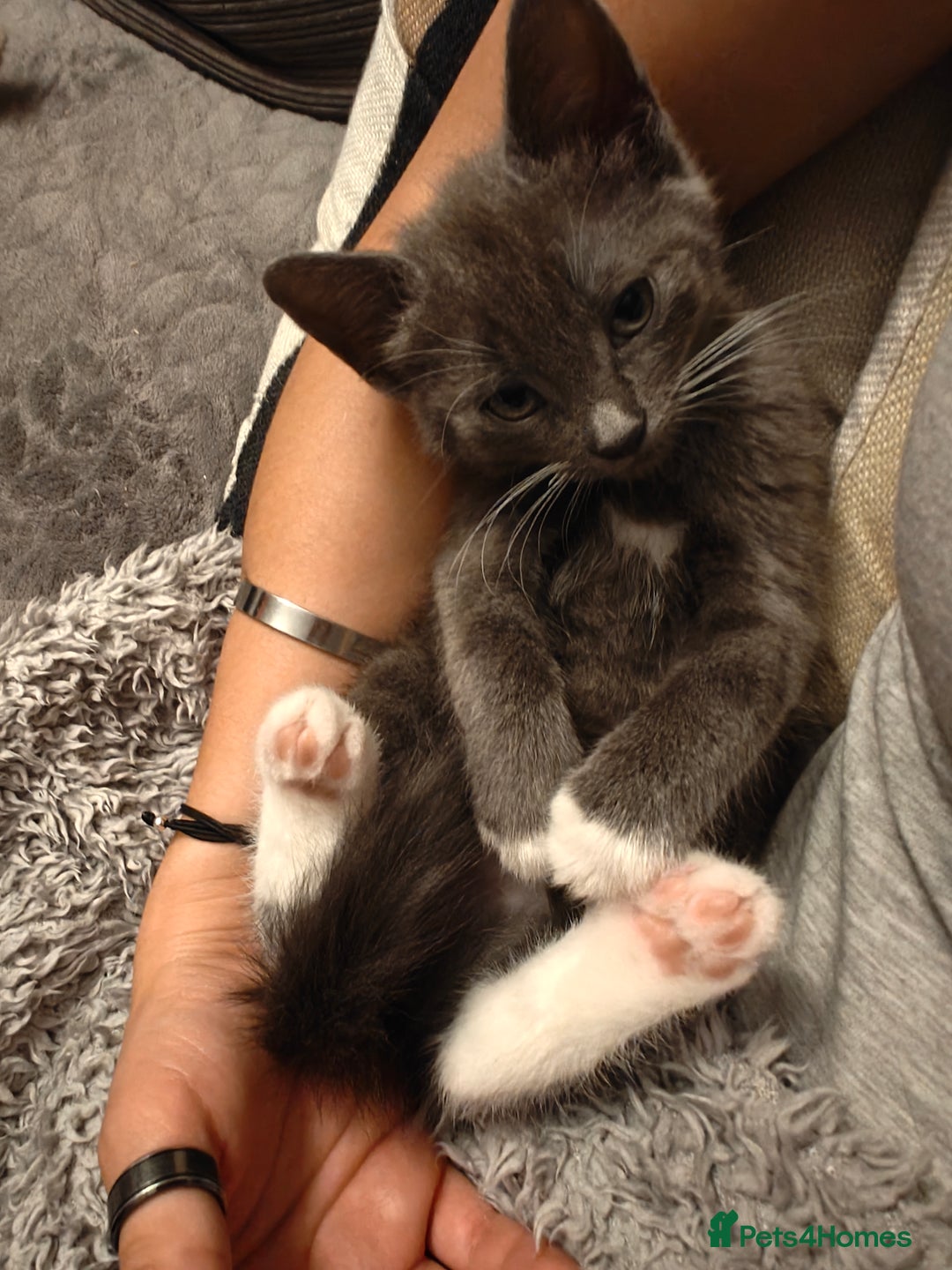 Domestic Shorthair cats for sale: Loving kittens - Image 26