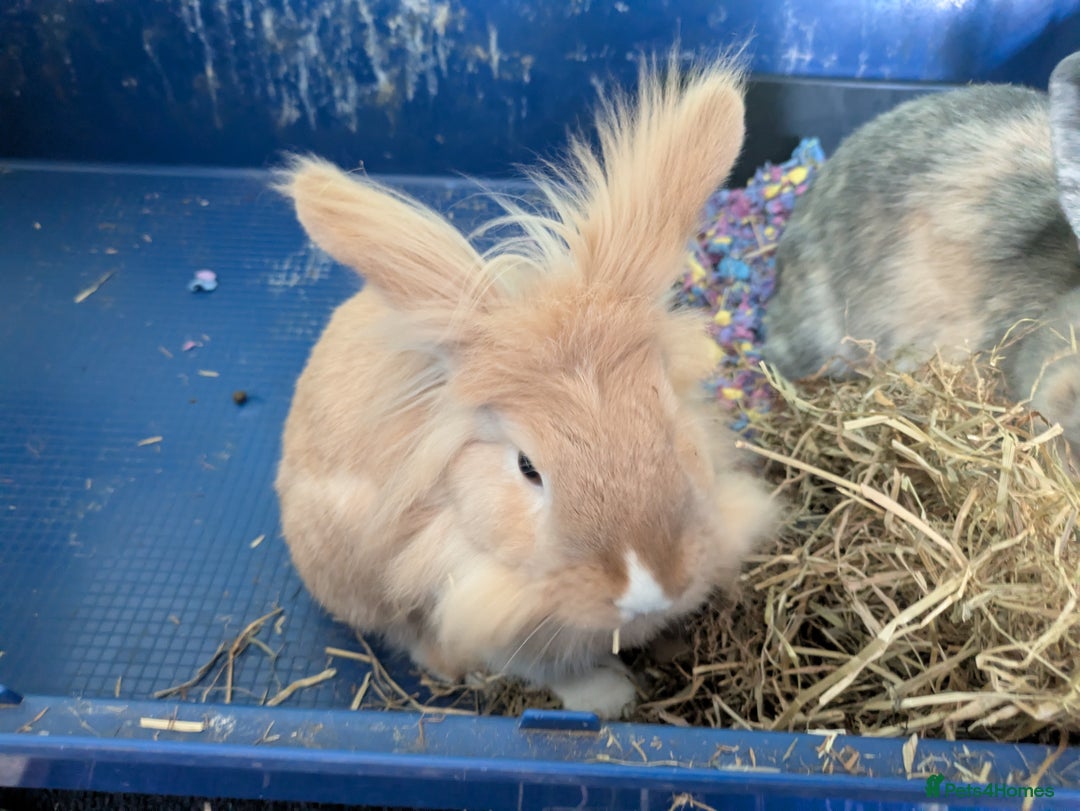Mixed Breed rabbits for sale: Young bonded pair in need of a new home  - Image 2