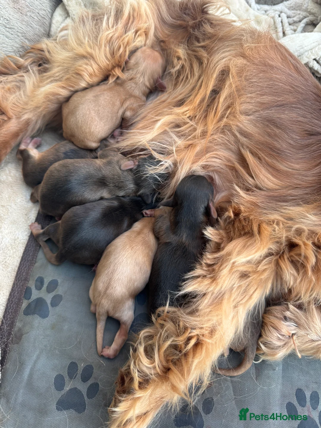 Cockapoo dogs for sale: All puppies have been reserved   - Advert 6