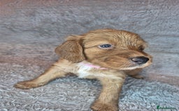 Irish Doodle dogs for sale: Toy Irish Doodle Puppies For Sale  - Image 30