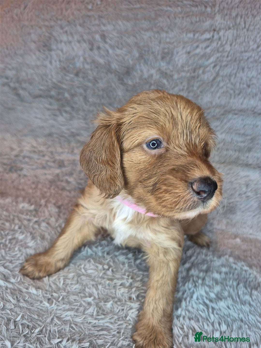 Irish Doodle dogs for sale: Toy Irish Doodle Puppies For Sale  - Image 30