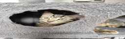 Mixed Breed cats for sale: Beautiful kittens ready for new home - Advert 5