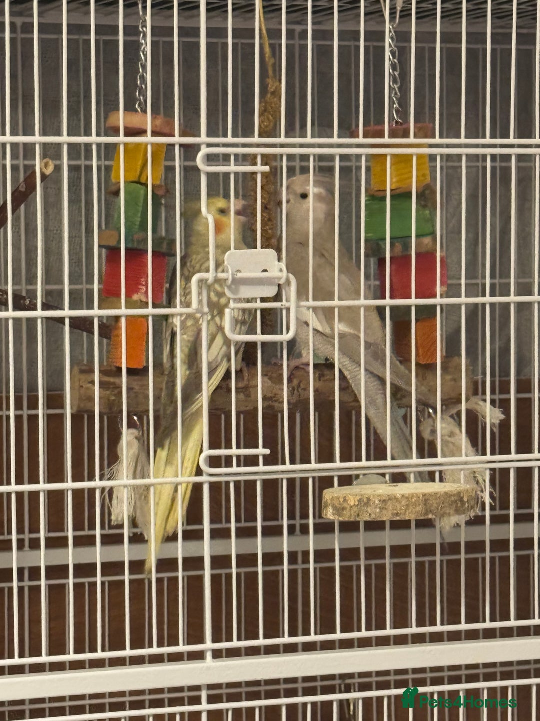 Cockatiels birds for sale: Male & female cockatiels - MUST BE SOLD TOGETHER - Advert 3