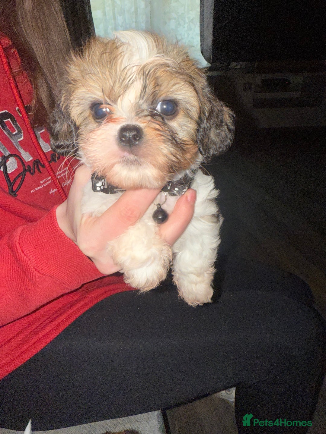 Cava Tzu dogs for sale: 6 cava tzu puppies - Advert 6