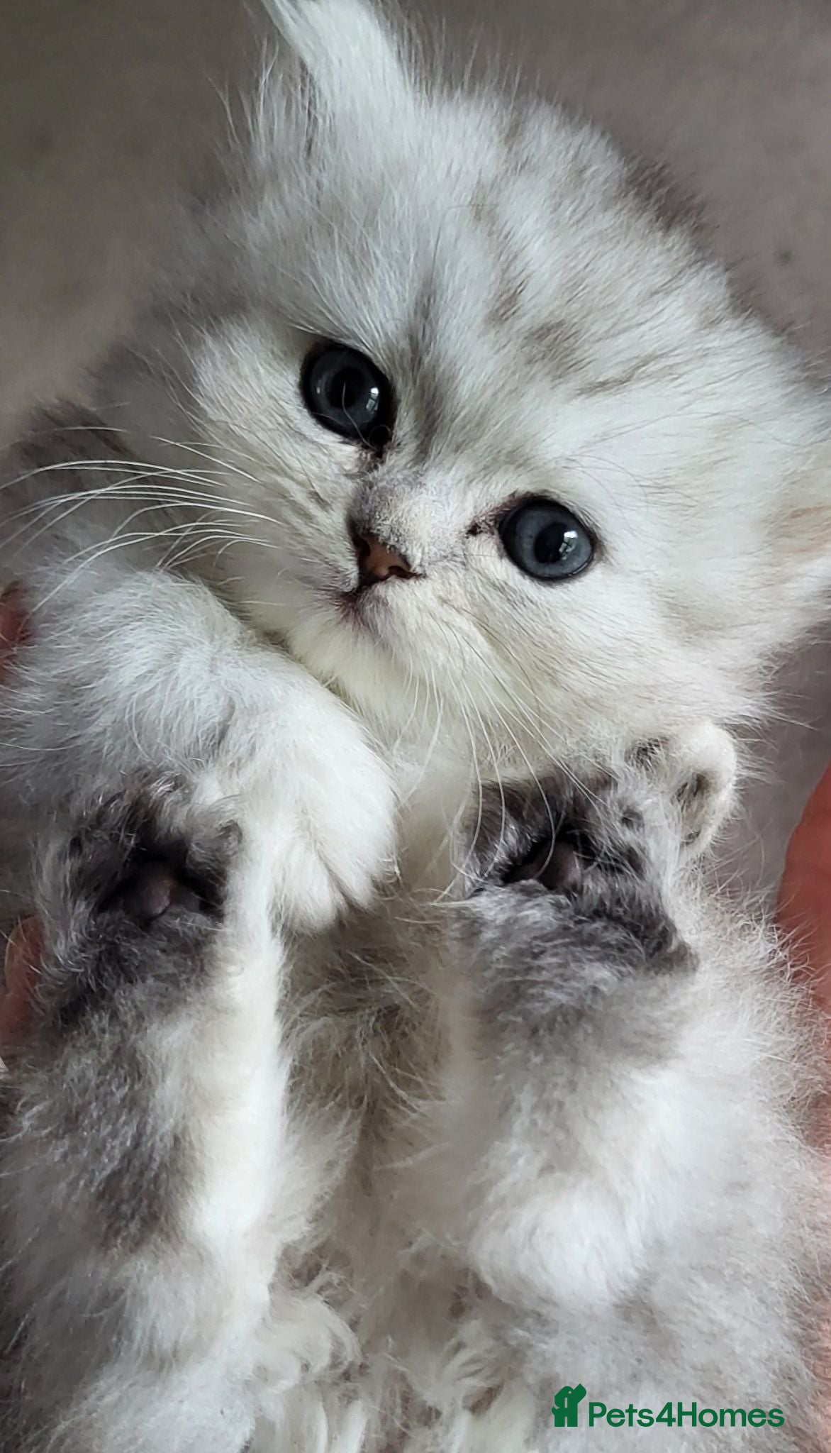Munchkin cats Exceptional Quality & Extremely Rare Minuets - Advert 2