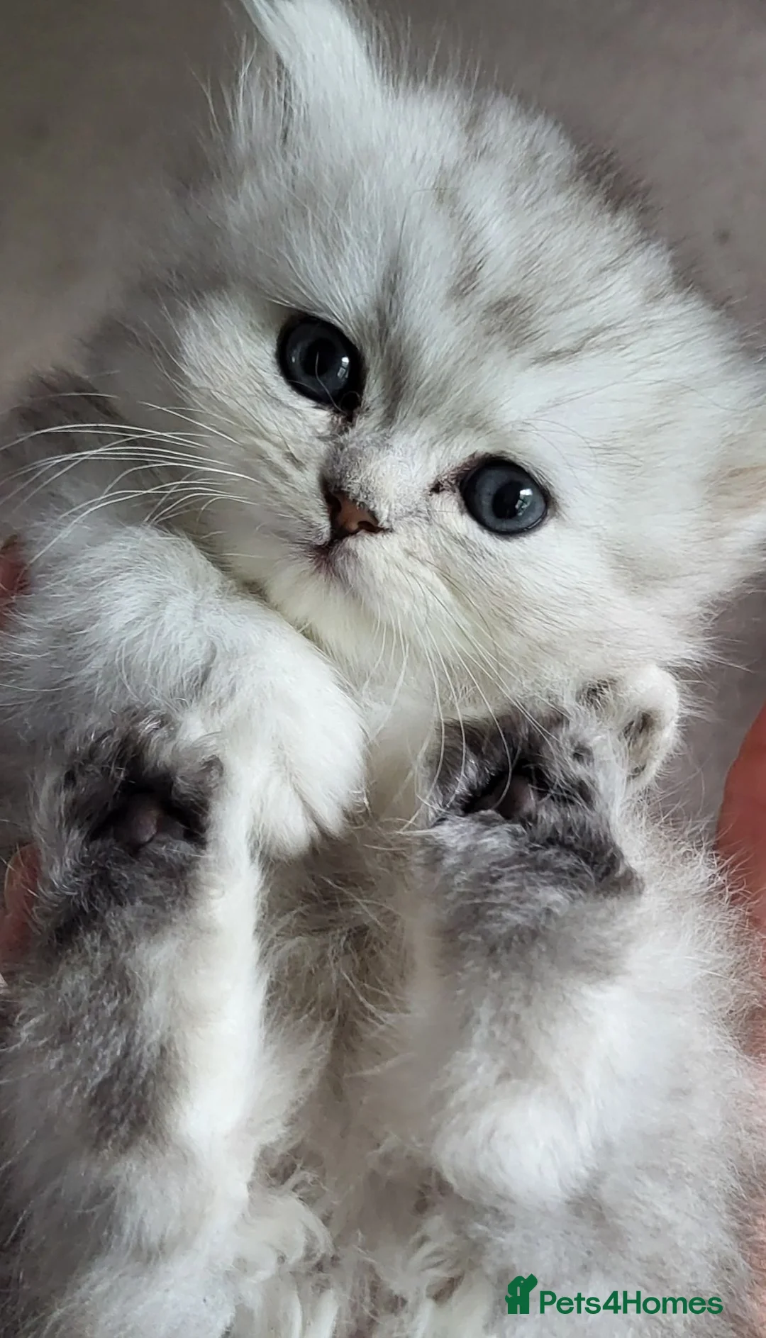 Munchkin cats for sale: Exceptional Quality & Extremely Rare Minuets - Advert 2