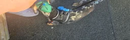 Dachshund dogs for stud: Sausage for stud! - Advert 9