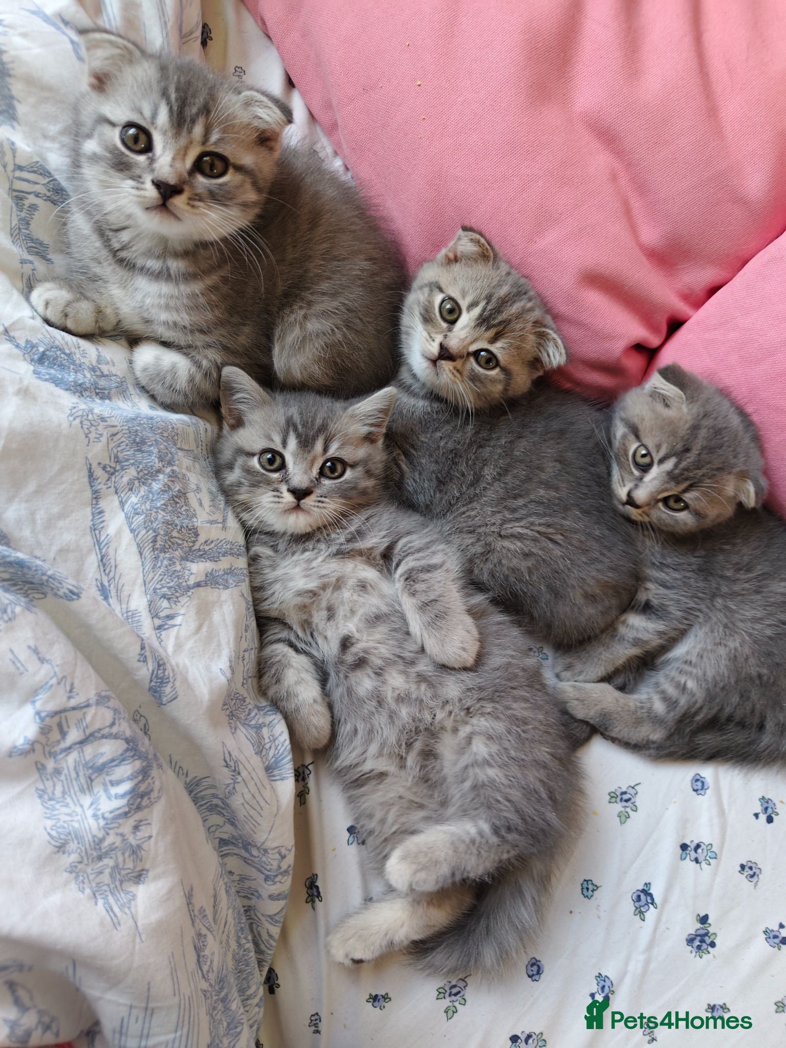 Scottish Fold cats 5 Pedigree Beautiful Loving Scottish Folds  - Advert 1