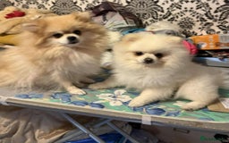 Pomeranian dogs for sale: Beautiful ** Pomeranians - Image 12