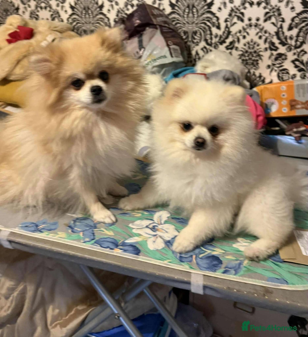 Pomeranian dogs for sale: Beautiful ** Pomeranians - Image 12