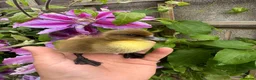 Ducks poultry for sale: Ducklings SOLD some expected end of june - Advert 3