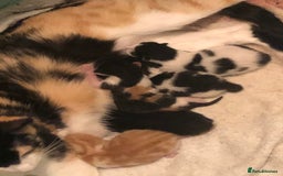 British Shorthair cats for sale: Female kittens  - Advert 5