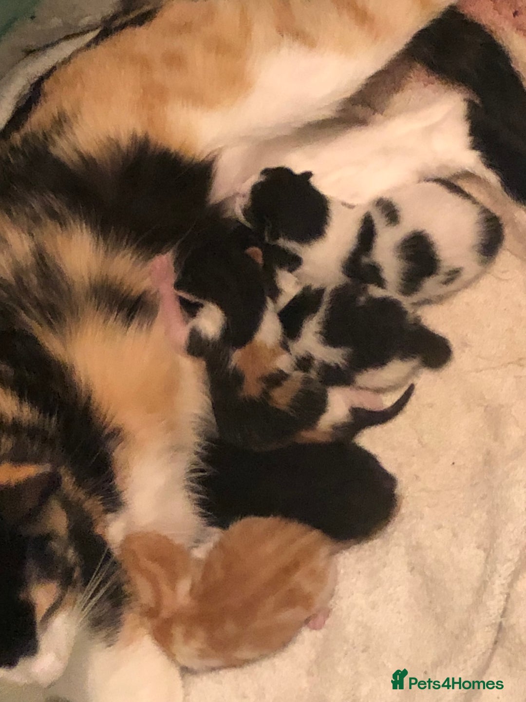 British Shorthair cats for sale: Female kittens  - Advert 5