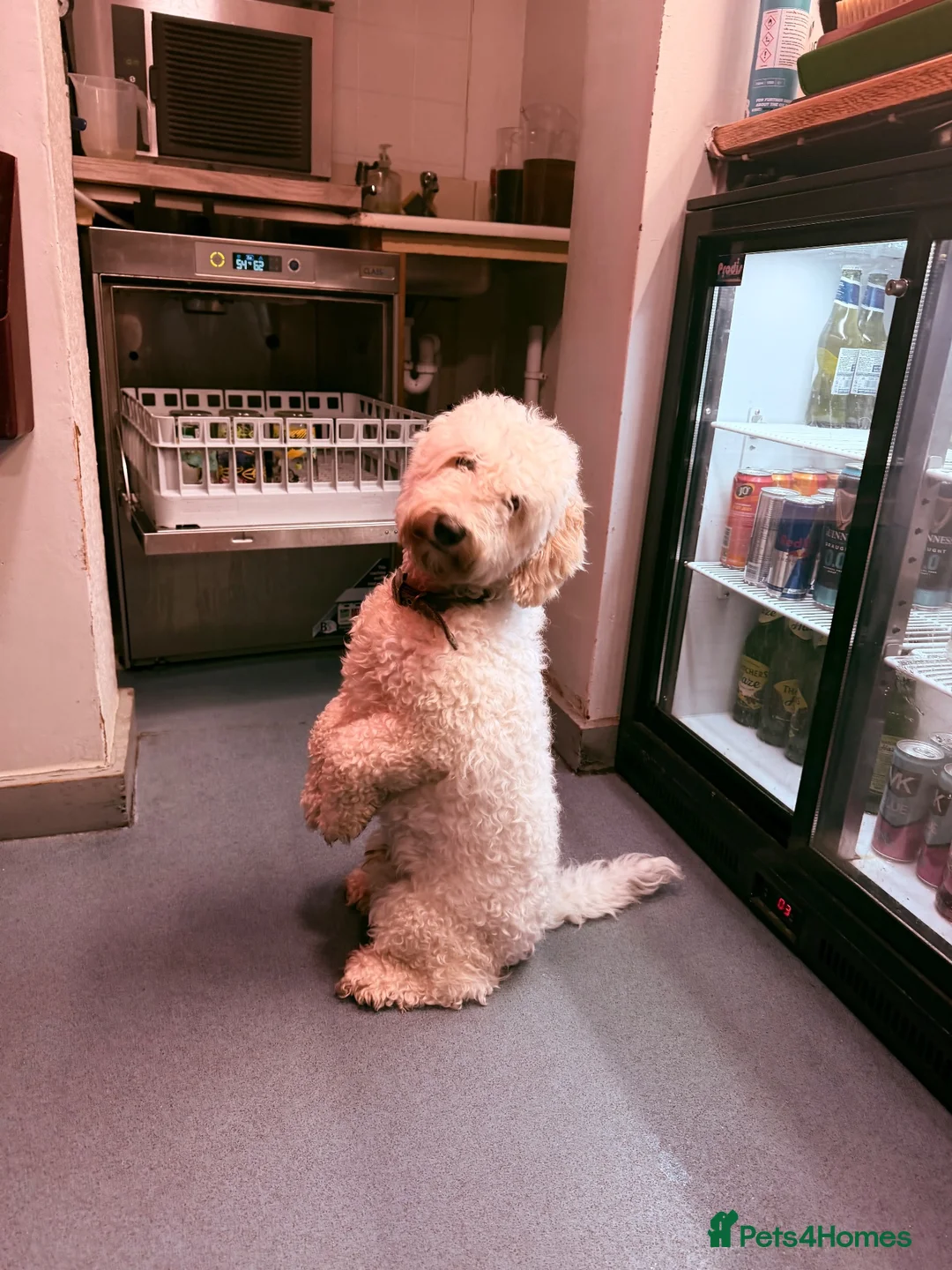 Cockapoo dogs for sale: Rocco Is Looking For A New Home in Wantage - Advert 2