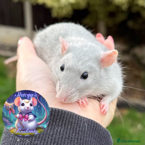 Rat rodents - Advert 12