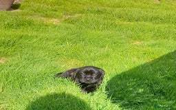 Labrador Retriever dogs for sale: Labrador puppies - Image 4