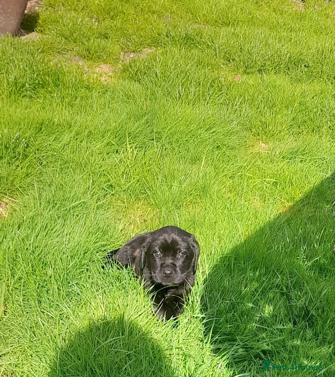 Labrador Retriever dogs for sale: Labrador puppies - Image 4