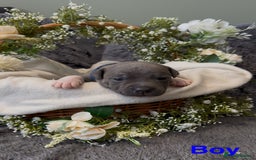 Staffordshire Bull Terrier dogs for sale: Stunning Staff Puppies  - Image 7