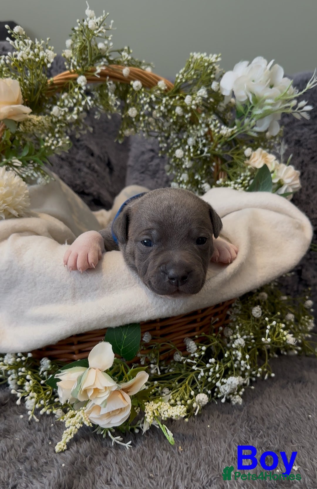 Staffordshire Bull Terrier dogs for sale: Stunning Staff Puppies  - Image 7
