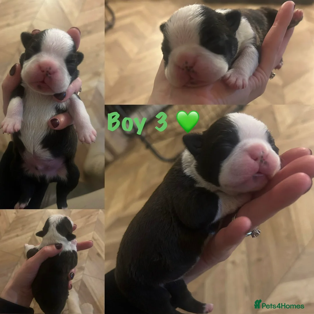 Boston Terrier dogs for sale: Willow’s Lovely Puppies 🐾 - Advert 11