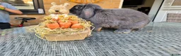 Mini Lop rabbits for sale: Mini Lops in Cambridge - Advert 14