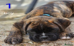 Boxer dogs for sale: Boxer pups - Image 2